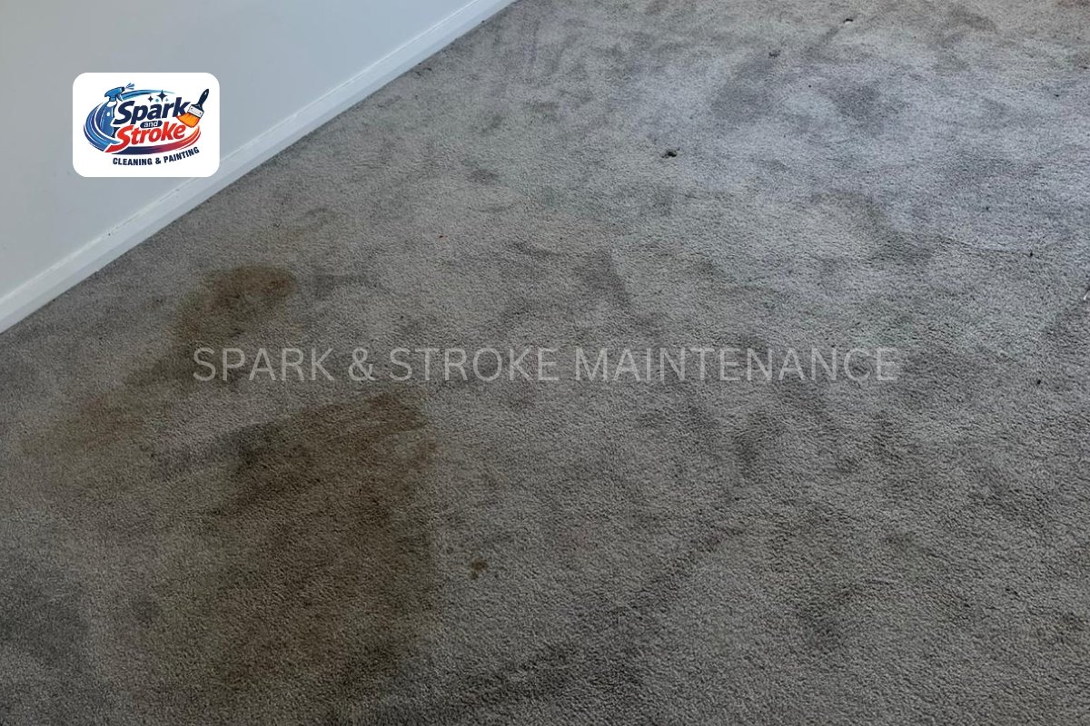 cost to steam clean carpet